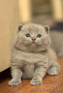 очаровательные британские котятки - Изображение #1, Объявление #482635