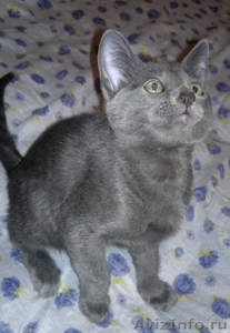 Русская голубая котенок - Изображение #1, Объявление #481087