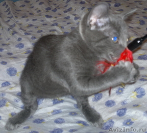Русская голубая котенок - Изображение #2, Объявление #481087