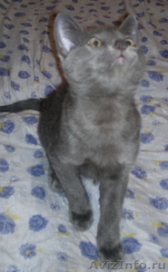 Русская голубая котенок - Изображение #3, Объявление #481087