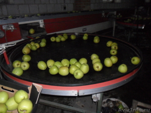 Оптовые поставки польского яблока - Изображение #1, Объявление #508837