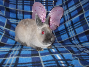 Чистопородные карликовые кролики - Изображение #6, Объявление #490447