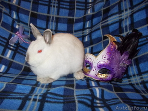 Чистопородные карликовые кролики - Изображение #5, Объявление #490447