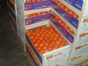 Закупаем яблоки апельсины - Изображение #1, Объявление #490982