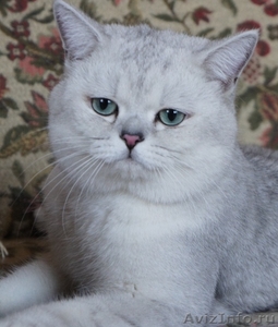 Коты британские шиншиллы на вязку - Изображение #2, Объявление #556658
