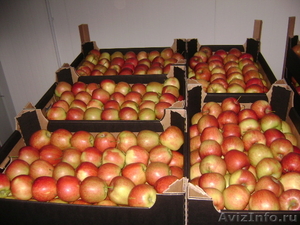 Закупаем картофель, яблоки - Изображение #1, Объявление #542147