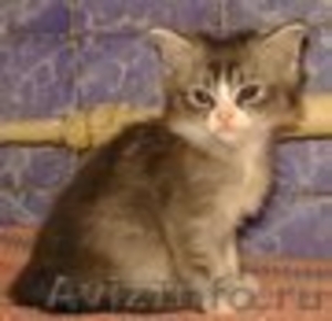 Продажа сибирского котика  - Изображение #1, Объявление #521531