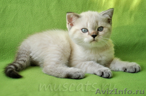 Продаются шотландские короткошерстные котята - Изображение #2, Объявление #545471