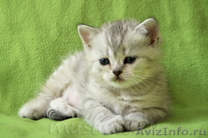 Продаются шотландские короткошерстные котята - Изображение #3, Объявление #545471
