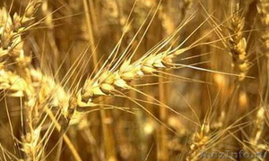 Реализуем семена зерновых культур: третикале яровая, овес и др. - Изображение #1, Объявление #519672