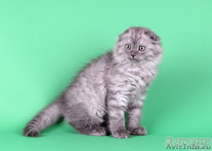 Котик хайленд фолд голубого дымного окраса - Изображение #2, Объявление #598499