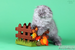 Котик хайленд фолд голубого дымного окраса - Изображение #3, Объявление #598499