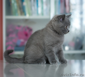 Чистокровные британские котята шоу- класса - Изображение #4, Объявление #596772