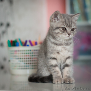 Чистокровные британские котята шоу- класса - Изображение #5, Объявление #596772