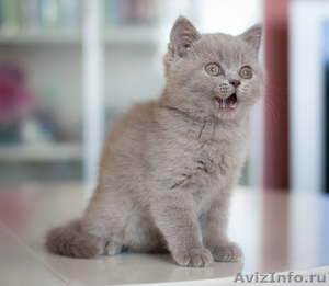 Чистокровные британские котята шоу- класса - Изображение #9, Объявление #596772