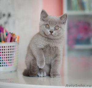 Чистокровные британские котята шоу- класса - Изображение #1, Объявление #596772