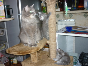 клубные сибирские котята - Изображение #1, Объявление #167175