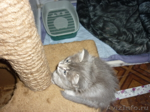клубные сибирские котята - Изображение #4, Объявление #167175