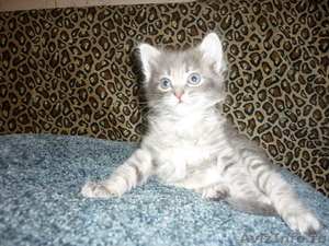 клубные сибирские котята - Изображение #3, Объявление #167175