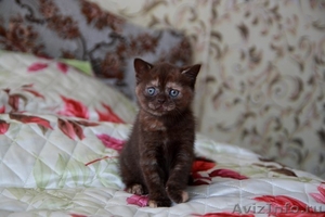 Британский котёнок(кошечка), ладожская (8 000 руб.) - Изображение #3, Объявление #572235