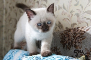 Британский котёнок(кот), ладожская  - Изображение #3, Объявление #572242