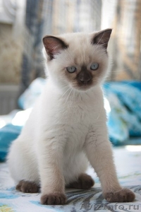 Британский котёнок(кот), ладожская  - Изображение #2, Объявление #572242