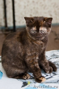Британский котёнок(кошечка), ладожская (8 000 руб.) - Изображение #1, Объявление #572235