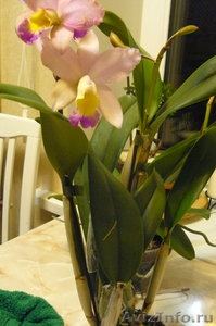 Цветущие орхидеи - Изображение #5, Объявление #611953