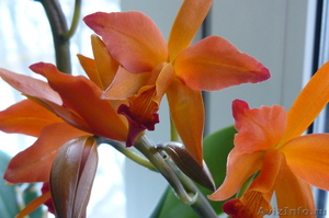 Цветущие орхидеи - Изображение #4, Объявление #611953
