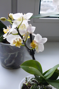 Цветущие орхидеи - Изображение #2, Объявление #611953
