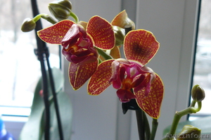 Цветущие орхидеи - Изображение #3, Объявление #611953