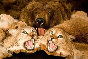 Продаются шкуры медведя, рыси, волка. - Изображение #1, Объявление #656796