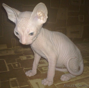 голо рождённые котята донского сфинкса - Изображение #1, Объявление #657497
