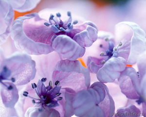 В крупную цветочную компнию требуется продавец-флорист - Изображение #1, Объявление #693216