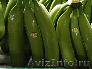 Прямые поставки банан с Эквадора - Изображение #1, Объявление #694709