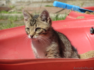 Котёнок Кеша 2 месяца ищет себе дом. - Изображение #1, Объявление #719370