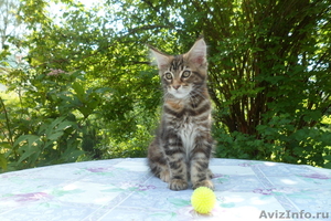 котенок мейн-кун девочка-Ангара - Изображение #1, Объявление #732209