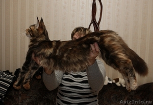 котенок мейн-кун девочка-Ангара - Изображение #4, Объявление #732209