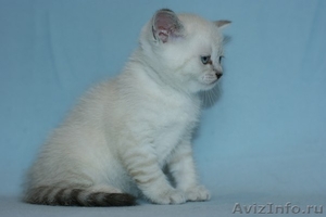 Голубоглазый шотландский котенок. - Изображение #2, Объявление #893624