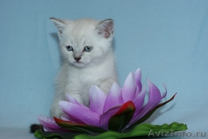 Голубоглазый шотландский котенок. - Изображение #1, Объявление #893624