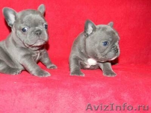 .очаровательны Синий французский продаются щенки - Изображение #1, Объявление #900028