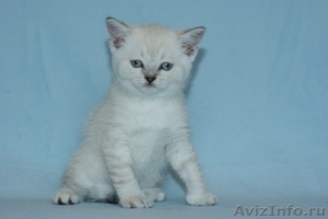 Голубоглазый шотландский котенок. - Изображение #3, Объявление #893624