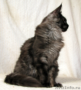 Кот породы Мейн-кун окраса чёрное серебро. - Изображение #2, Объявление #931669