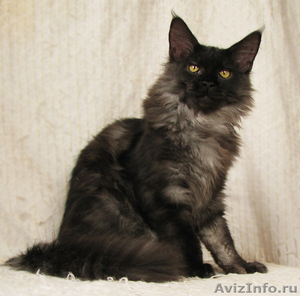 Кот породы Мейн-кун окраса чёрное серебро. - Изображение #3, Объявление #931669