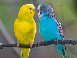 Волнистые попугаи. опт, розница. - Изображение #1, Объявление #942514