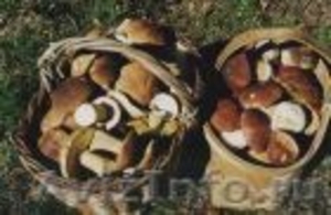 Куплю белые грибы березовую чагу - Изображение #1, Объявление #945400