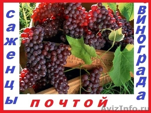 Саженцы винограда от производителя. - Изображение #1, Объявление #982868
