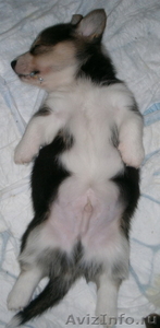  Очаровательные щенки вельш корги пемброк - Изображение #3, Объявление #977752