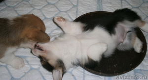  Очаровательные щенки вельш корги пемброк - Изображение #1, Объявление #977752