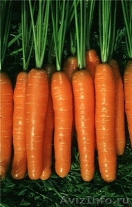 купим крупным оптом морковь - Изображение #1, Объявление #1009270